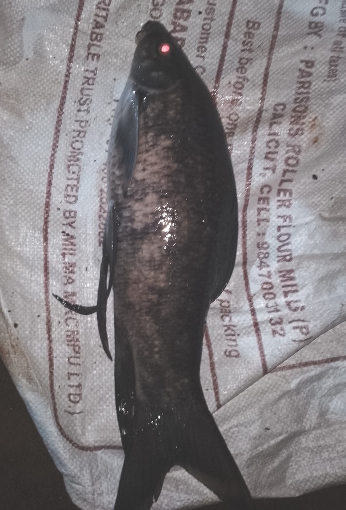 Labeo nigrescens