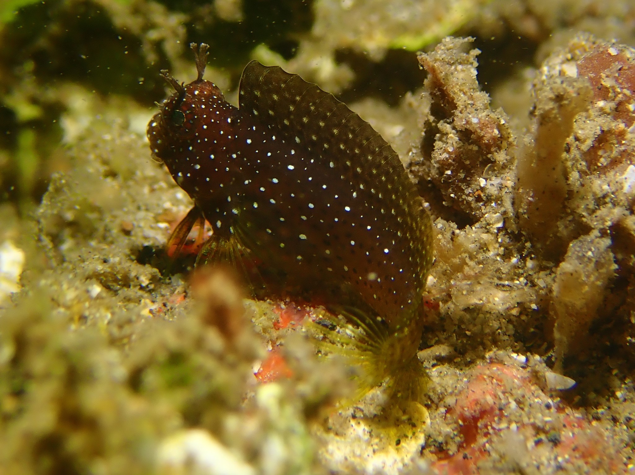 Starry clearance blenny care