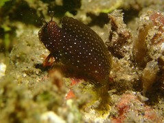 Snowflake Blenny photo 3
