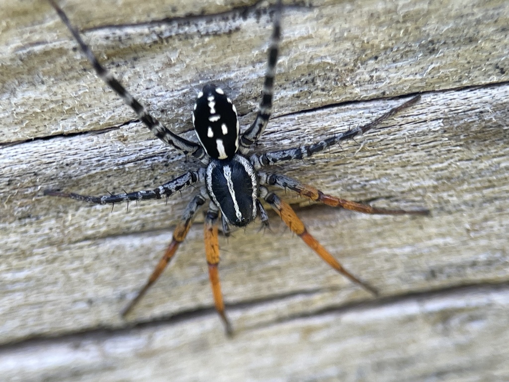 Spotted Ground Swift Spider from Boundary Tk E, Frankston South, VIC ...