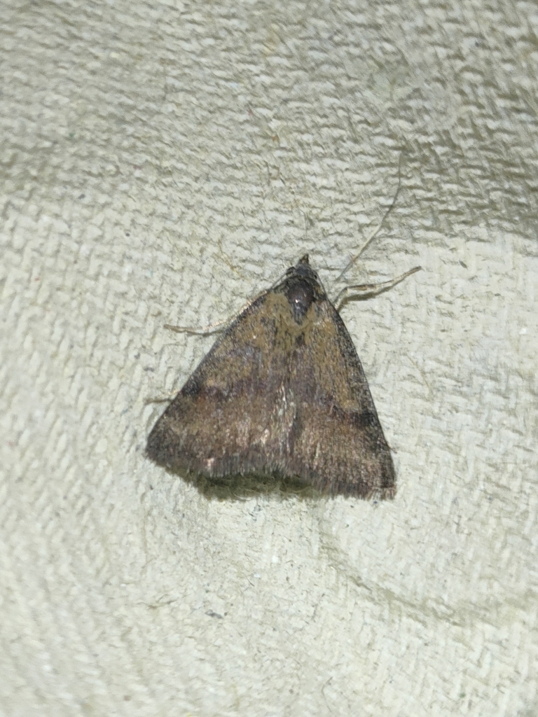 Phytometra sanctiflorentis
