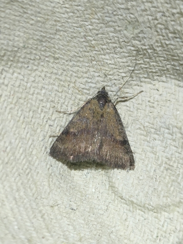 Phytometra sanctiflorentis