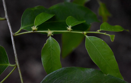Cleistanthus apodus observed 2023-08-14
