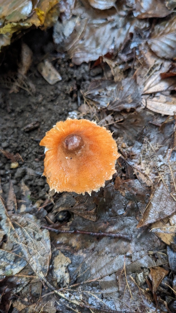 Leucoagaricus rubrotinctus · September 2023 · photo: © atsushi_nakajima_cirque (iNaturalist, cc-by)