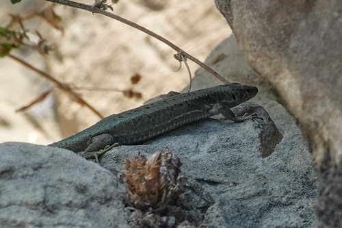 Rock Lizard, Darevskia saxicola