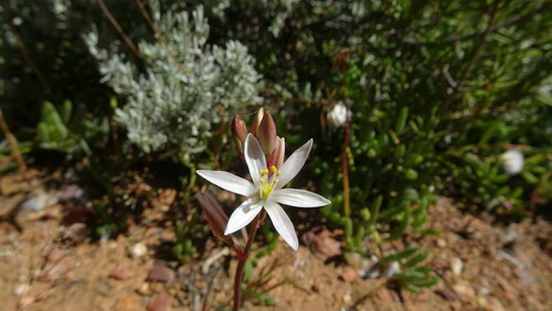 Image of Ornithogalum hispidum by (c) Paul Emms, some rights reserved (CC BY-SA)