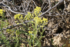 Lepidium jaredii jaredii