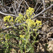 Lepidium jaredii jaredii - Photo (c) Donna Pomeroy, algunos derechos reservados (CC BY-NC), subido por Donna Pomeroy