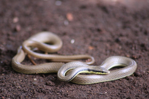 Photo of a Malayan Ringneck (Liopeltis tricolor)