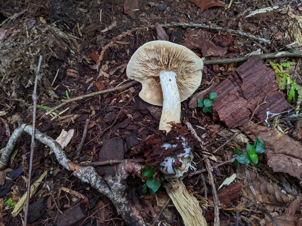 Phlegmacium sp. 'MI01'