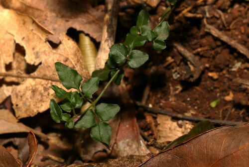 Image of Jasminum singuliflorum by (c) Greg Tasney, some rights reserved (CC BY-SA)