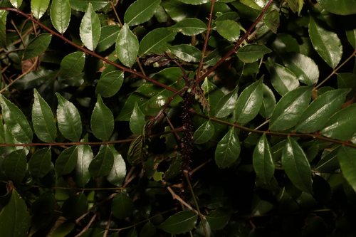 Image of Zanthoxylum brachyacanthum by (c) Greg Tasney, some rights reserved (CC BY-SA)