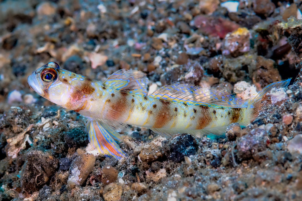 Arcfin shrimpgoby (Amblyeleotris arcupinna) — Gobiidae