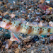 Arcfin Shrimpgoby - Photo (c) Francois Libert, some rights reserved (CC BY-NC), uploaded by Francois Libert