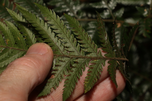 Image of Lastreopsis marginans by (c) Greg Tasney, some rights reserved (CC BY-SA)