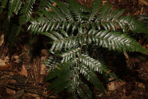 Image of Lastreopsis marginans by (c) Greg Tasney, some rights reserved (CC BY-SA)