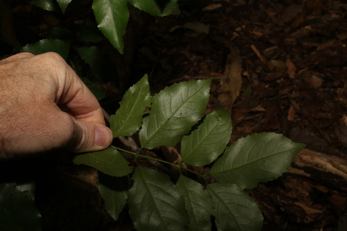 Image of Daphnandra apatela by (c) Greg Tasney, some rights reserved (CC BY-SA)