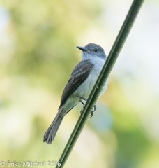 Myiarchus oberi