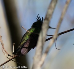 Orthorhyncus cristatus