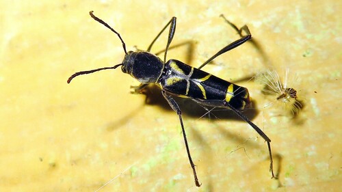 Neoclytus impar