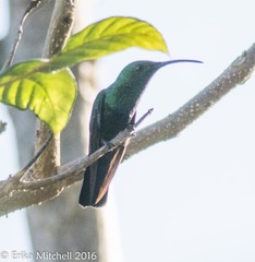 Eulampis holosericeus