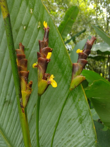 Image of Calathea lutea by (c) Lucas Kaminski, some rights reserved (CC BY)