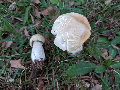 Boletus edulis (Photo 3 of 4)