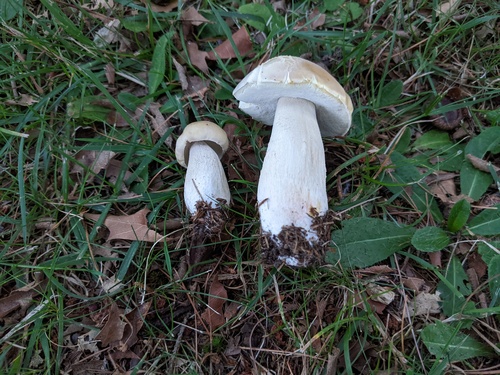 Boletus edulis (Photo 4 of 4)