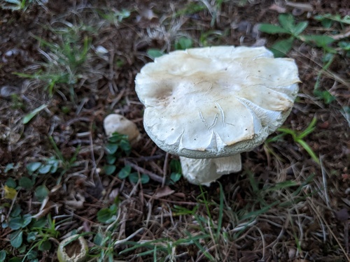 Boletus edulis