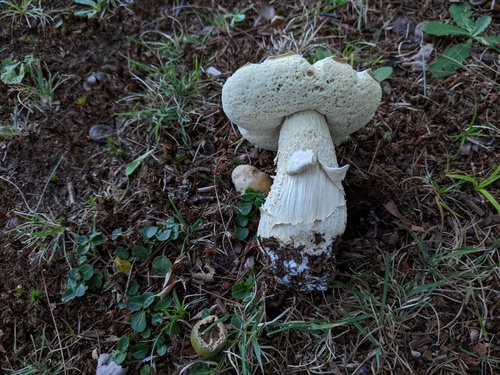 Boletus edulis (Photo 2 of 4)