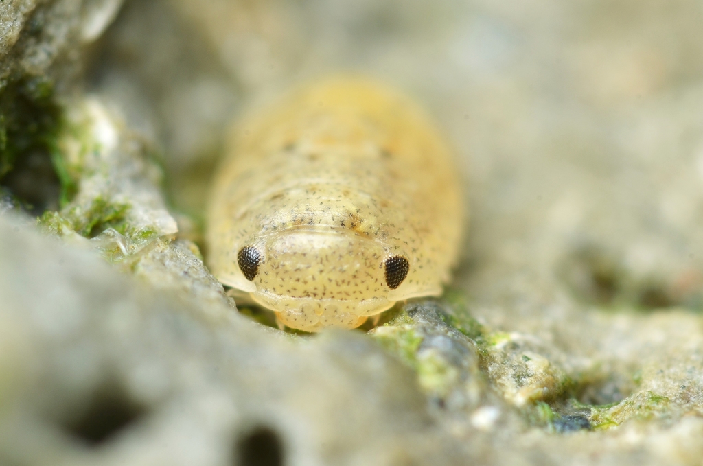 Lekanesphaera rugicauda