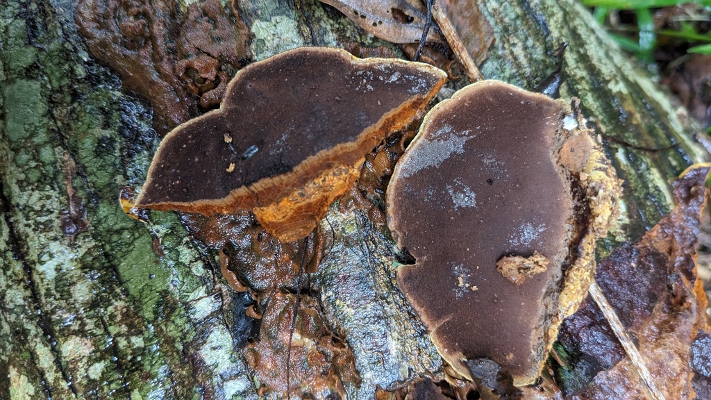 Fuscoporia gilva · September 2023 · photo: © atsushi_nakajima_cirque (iNaturalist, cc-by)