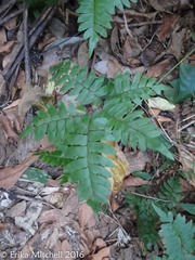 Adiantum latifolium