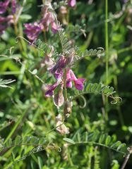 Vicia pannonica