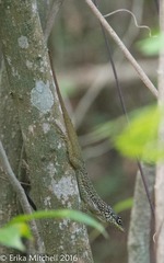 Anolis roquet