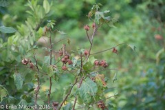Gossypium barbadense