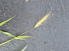 Hordeum jubatum
