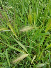 Hordeum jubatum