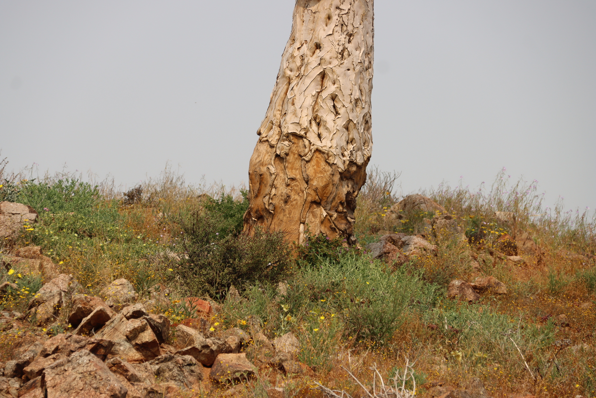 Giant Quiver Tree (Aloidendron pillansii)