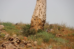 Aloidendron pillansii