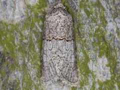 Sympistis perscripta