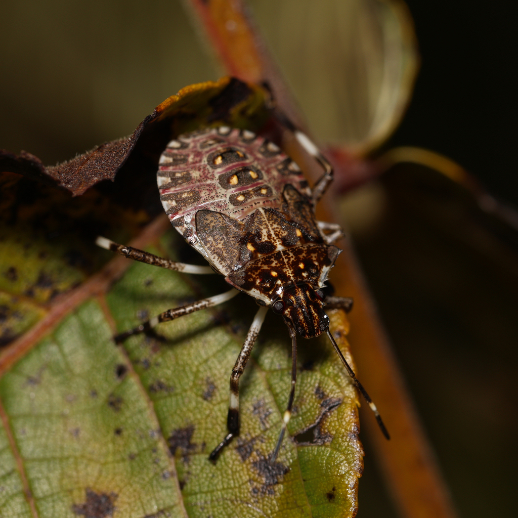 Brown Marmorated Stink Bug from Montgomery County, MD, USA on September ...