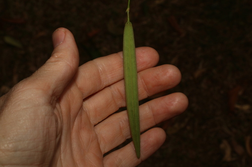Image of Parsonsia ventricosa by (c) Greg Tasney, some rights reserved (CC BY-SA)