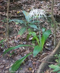 Hymenocallis speciosa