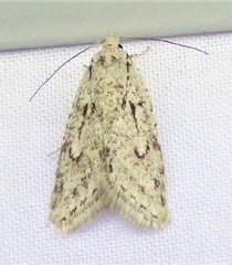 Semioscopis megamicrella