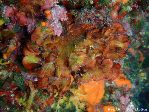 Photo of Peyssonnelia (Peyssonnelia squamaria)