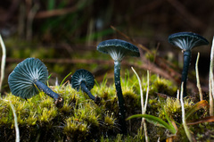 Arrhenia chlorocyanea image