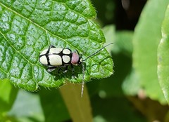 Omophoita octoguttata