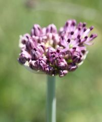 Allium cyrillii