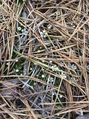 Pyxidanthera barbulata